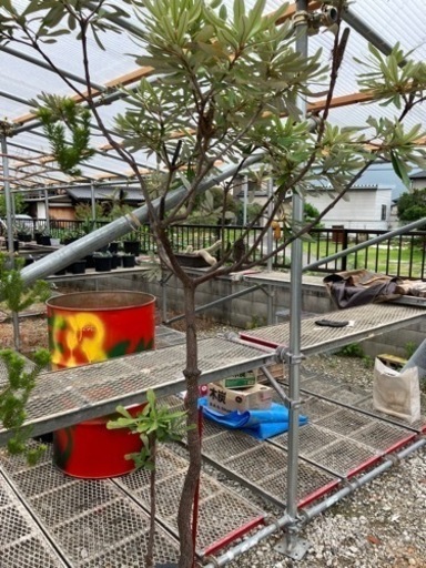 バンクシア•コースト