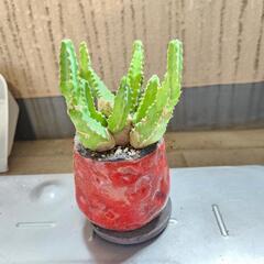 多肉植物　白角麒麟　鉢つき