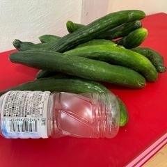 朝採れ新鮮キュウリ5本