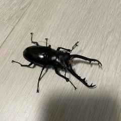 ギラファノコギリクワガタ　原名亜種　ペア　