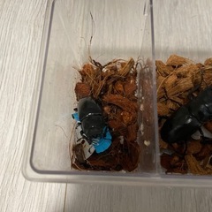 ギラファノコギリクワガタ　原名亜種　ペア　の画像