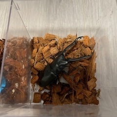 ギラファノコギリクワガタ　原名亜種　ペア　の画像