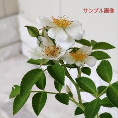 2M野バラ🌿植物