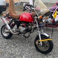 国内モンキー　
