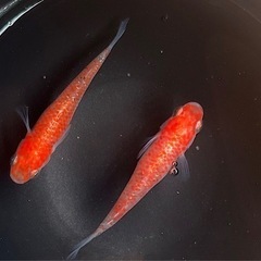 阿波めだかの里様直系灯めだか選外若魚6匹未選別稚魚抜けサイズ　　...