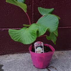 キウイの雄苗(孫悟空)スーパーゴールドの受粉樹です。複数あります...