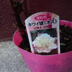 キウイの雄苗(孫悟空)スーパーゴールドの受粉樹です。複数あります。取りに来られる方の画像