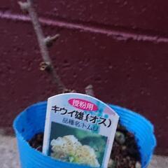 キウイの雄苗(トムリ)です。ヘイワードの受粉樹です。複数あります。取りに来られる方の画像