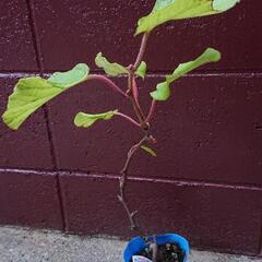 キウイの雄苗(トムリ)です。ヘイワードの受粉樹です。複数あります...