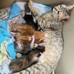 小さな親子🐈‍⬛2匹決まりました。