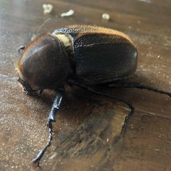 新成虫 ヘラクレス・ヘラクレス⑤  ♀70mm単品