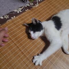 里親急募 - 里親募集