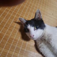 里親急募 - 猫