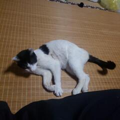 里親急募
