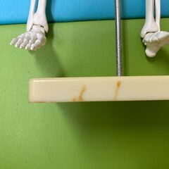ハーフサイズ　全身骨格模型の画像