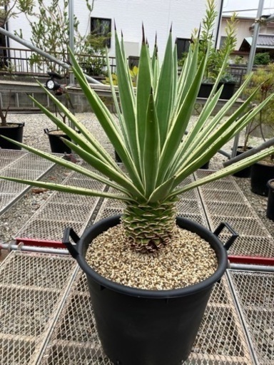 アガベ•白閃光　ハクセンコウ