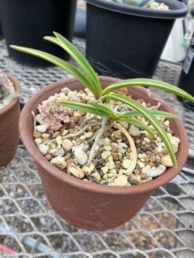 半田錦•阿波墨錦　ラン