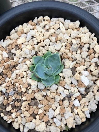 アガベ　パリー　ボーダーガード