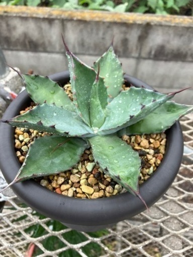 アガベ•フェロックス　ドワーフ