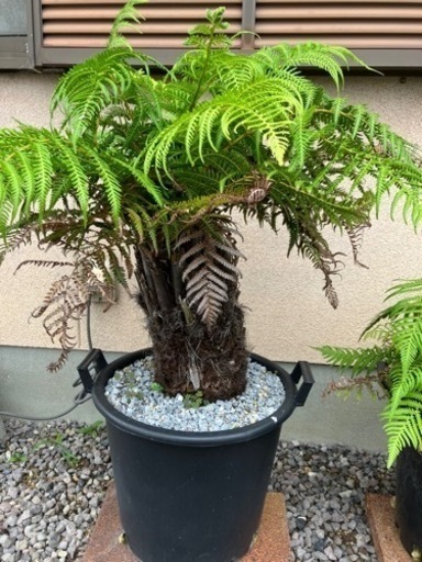 ディクソニア•アンタルティカ