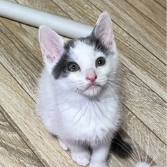 生後2ヶ月の女の子🐾③(里親様決定！)