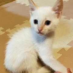 2ヶ月弱　白猫♂
