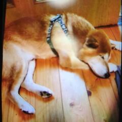 柴犬１３歳