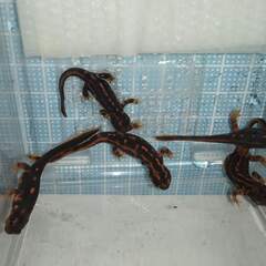 オキナワシリケンイモリ幼体5匹（上陸済み、人工餌OK、送料別）#202411の画像