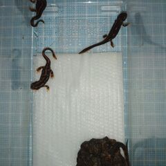 オキナワシリケンイモリ幼体5匹（上陸済み、人工餌OK、送料別）#202411の画像