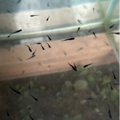 ブラックダイヤ　ヒレ長　めだかの稚魚　1匹100円