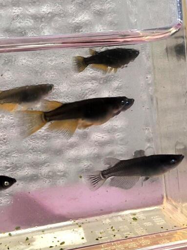 メダカ　現物出品　カイジリアルロングフィン　ブルーアイ　アースアイ　5ペア+雄1