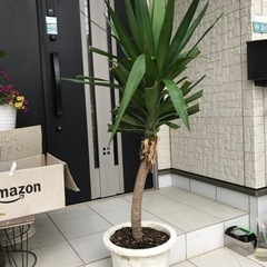 決まりました観葉植物　ユッカ（大きい)手渡し限定