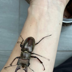クワガタ差し上げます！