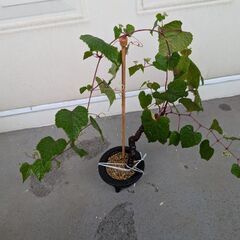 野葡萄?の盆栽　1