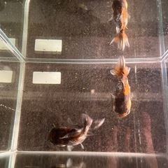 決まりました　金魚(ショートテール) の画像