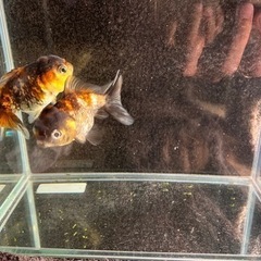 決まりました　金魚(ショートテール) の画像
