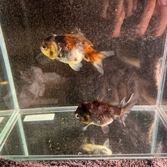 決まりました　金魚(ショートテール) 