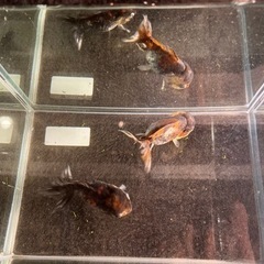 決まりました　金魚(ショートテール) の画像