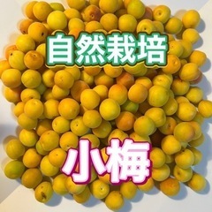 無農薬　小梅　完熟　850g 　もうすぐ収穫も販売も終了します