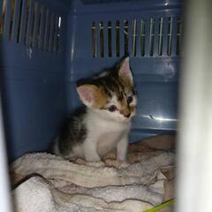 (お話し中)この子の新しい飼い主様を募集しています。