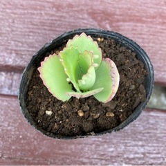 多肉植物 子宝草 マザーリーフ 妊活  根付き 大人気