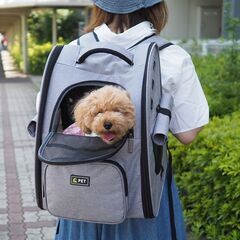 【ペットモデル】ワンちゃん・ネコちゃんのモデル募集★協力金3,000円＆撮影写真データ進呈★の画像