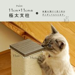【ペットモデル】ワンちゃん・ネコちゃんのモデル募集★協力金3,000円＆撮影写真データ進呈★の画像