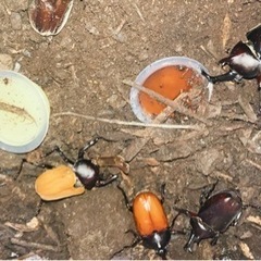 カブトムシ、クワガタ採取友達