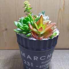 ★多肉植物寄せ植え 135★