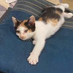 人馴れ練習中。うっすらちょびヒゲな三毛ちゃん