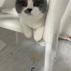 ブリティッシュハチワレメス猫