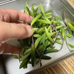 多肉植物：ルビーネックレス（カット苗）の画像