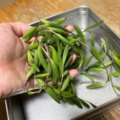 多肉植物：ルビーネックレス（カット苗）の画像