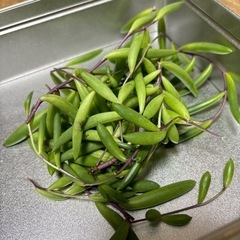 多肉植物：ルビーネックレス（カット苗）